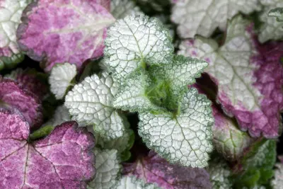 Lamium Maculatum White Nancy (Gevlekte dovenetel) - afbeelding 3