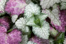 Lamium Maculatum White Nancy (Gevlekte dovenetel) - afbeelding 3