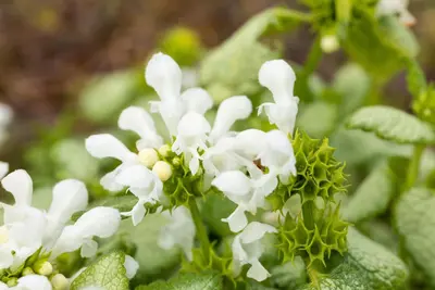 Lamium Maculatum White Nancy (Gevlekte dovenetel) - afbeelding 5