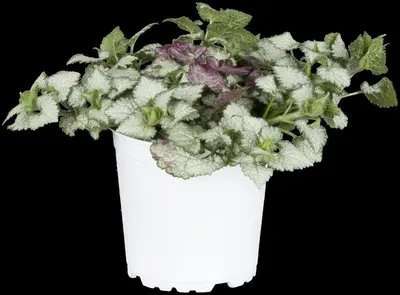 Lamium Maculatum White Nancy (Gevlekte dovenetel) - afbeelding 4