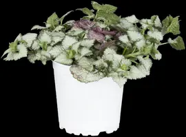 Lamium Maculatum White Nancy (Gevlekte dovenetel) - afbeelding 4