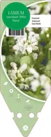 Lamium Maculatum White Nancy (Gevlekte dovenetel) - afbeelding 1