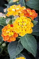 Lantana camara, orange (Wisselbloem) - afbeelding 2