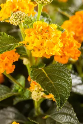 Lantana camara, orange (Wisselbloem) - afbeelding 5