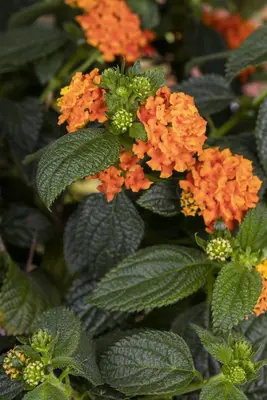 Lantana camara, orange (Wisselbloem) - afbeelding 9