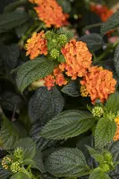 Lantana camara, orange (Wisselbloem) - afbeelding 9