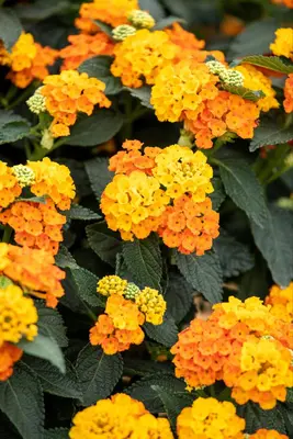 Lantana camara, orange (Wisselbloem) - afbeelding 14