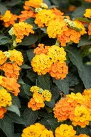 Lantana camara, orange (Wisselbloem) - afbeelding 14