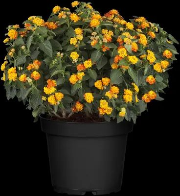 Lantana camara, orange (Wisselbloem) - afbeelding 3