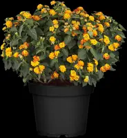 Lantana camara, orange (Wisselbloem) - afbeelding 3
