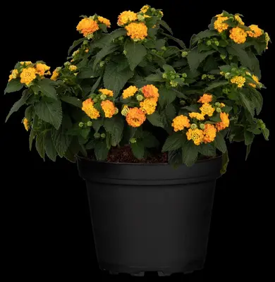 Lantana camara, orange (Wisselbloem) - afbeelding 16