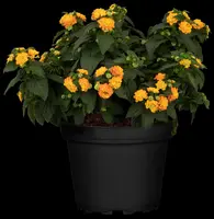 Lantana camara, orange (Wisselbloem) - afbeelding 16