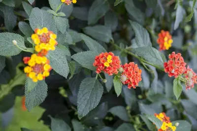 Lantana camara, orange (Wisselbloem) - afbeelding 1