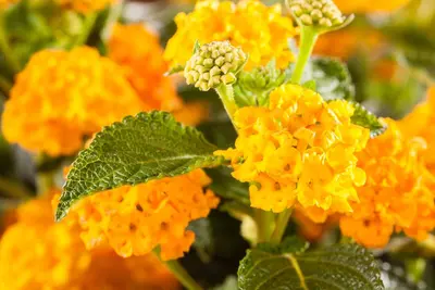 Lantana camara, orange (Wisselbloem) - afbeelding 6