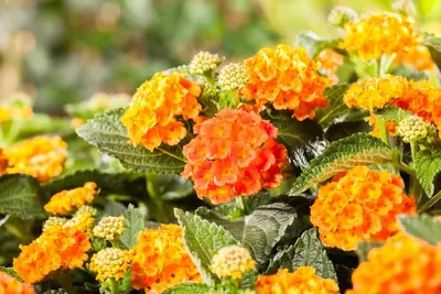 Lantana camara, orange (Wisselbloem) - afbeelding 7