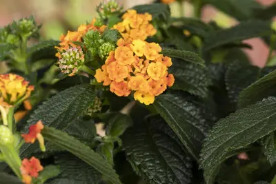Lantana camara, orange (Wisselbloem) - afbeelding 8