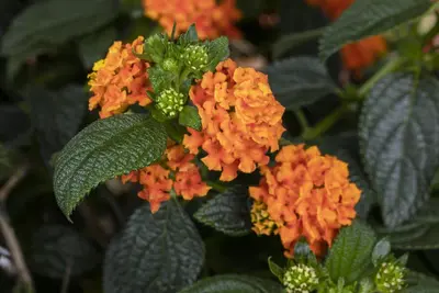 Lantana camara, orange (Wisselbloem) - afbeelding 10