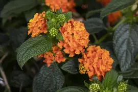 Lantana camara, orange (Wisselbloem) - afbeelding 10