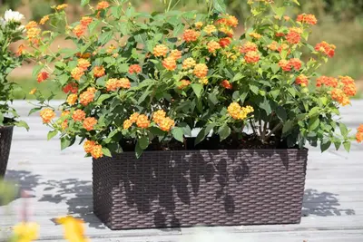 Lantana camara, orange (Wisselbloem) - afbeelding 11