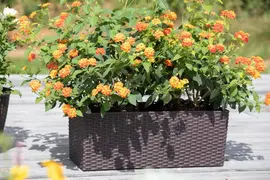 Lantana camara, orange (Wisselbloem) - afbeelding 11