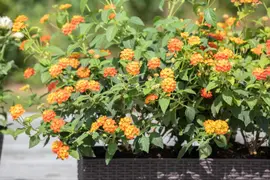 Lantana camara, orange (Wisselbloem) - afbeelding 12