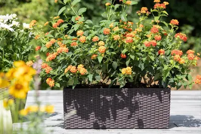 Lantana camara, orange (Wisselbloem) - afbeelding 13