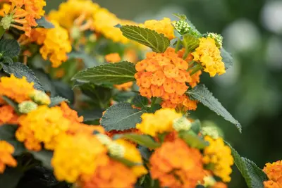 Lantana camara, orange (Wisselbloem) - afbeelding 15