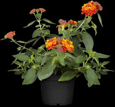 Lantana camara, orange (Wisselbloem) - afbeelding 4