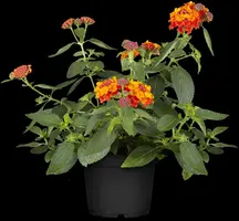 Lantana camara, orange (Wisselbloem) - afbeelding 4