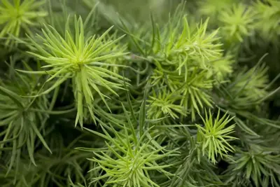 Larix kaempferi (Japanse larix) 150cm - afbeelding 3