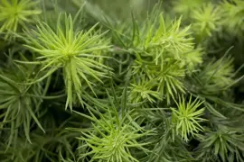 Larix kaempferi (Japanse larix) 150cm - afbeelding 3
