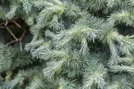Larix kaempferi (Japanse larix) 150cm - afbeelding 5