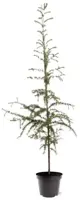 Larix kaempferi (Japanse larix) 150cm - afbeelding 1