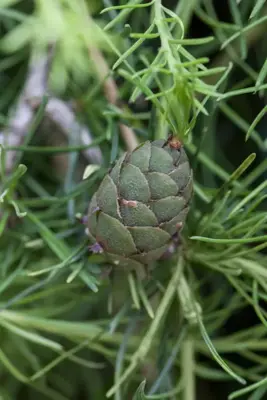 Larix kaempferi (Japanse larix) 150cm - afbeelding 2
