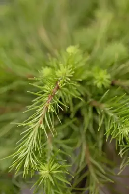 Larix kaempferi (Japanse larix) 150cm - afbeelding 4