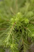 Larix kaempferi (Japanse larix) 150cm - afbeelding 4