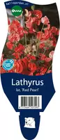 Lathyrus (Pronkerwt) kopen?