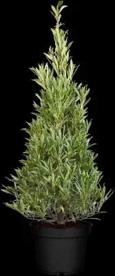 Laurus nobilis (Laurier) - afbeelding 10