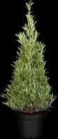 Laurus nobilis (Laurier) - afbeelding 10