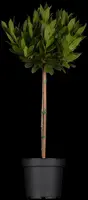 Laurus nobilis (Laurier) - afbeelding 2