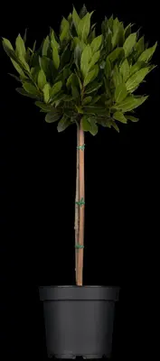 Laurus nobilis (Laurier) - afbeelding 2