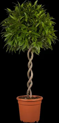 Laurus nobilis (Laurier) - afbeelding 3