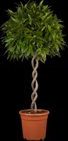 Laurus nobilis (Laurier) - afbeelding 3