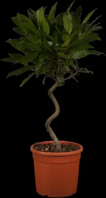 Laurus nobilis (Laurier) - afbeelding 4