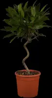 Laurus nobilis (Laurier) - afbeelding 4