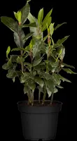 Laurus nobilis (Laurier) - afbeelding 9