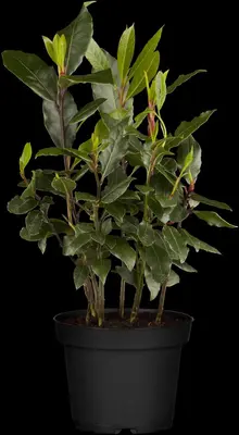 Laurus nobilis (Laurier) - afbeelding 9