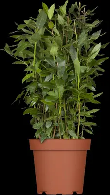 Laurus nobilis (Laurier) - afbeelding 7