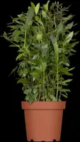 Laurus nobilis (Laurier) - afbeelding 7