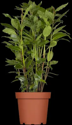 Laurus nobilis (Laurier) - afbeelding 6
